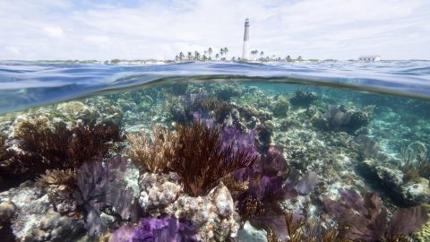 Coral reef