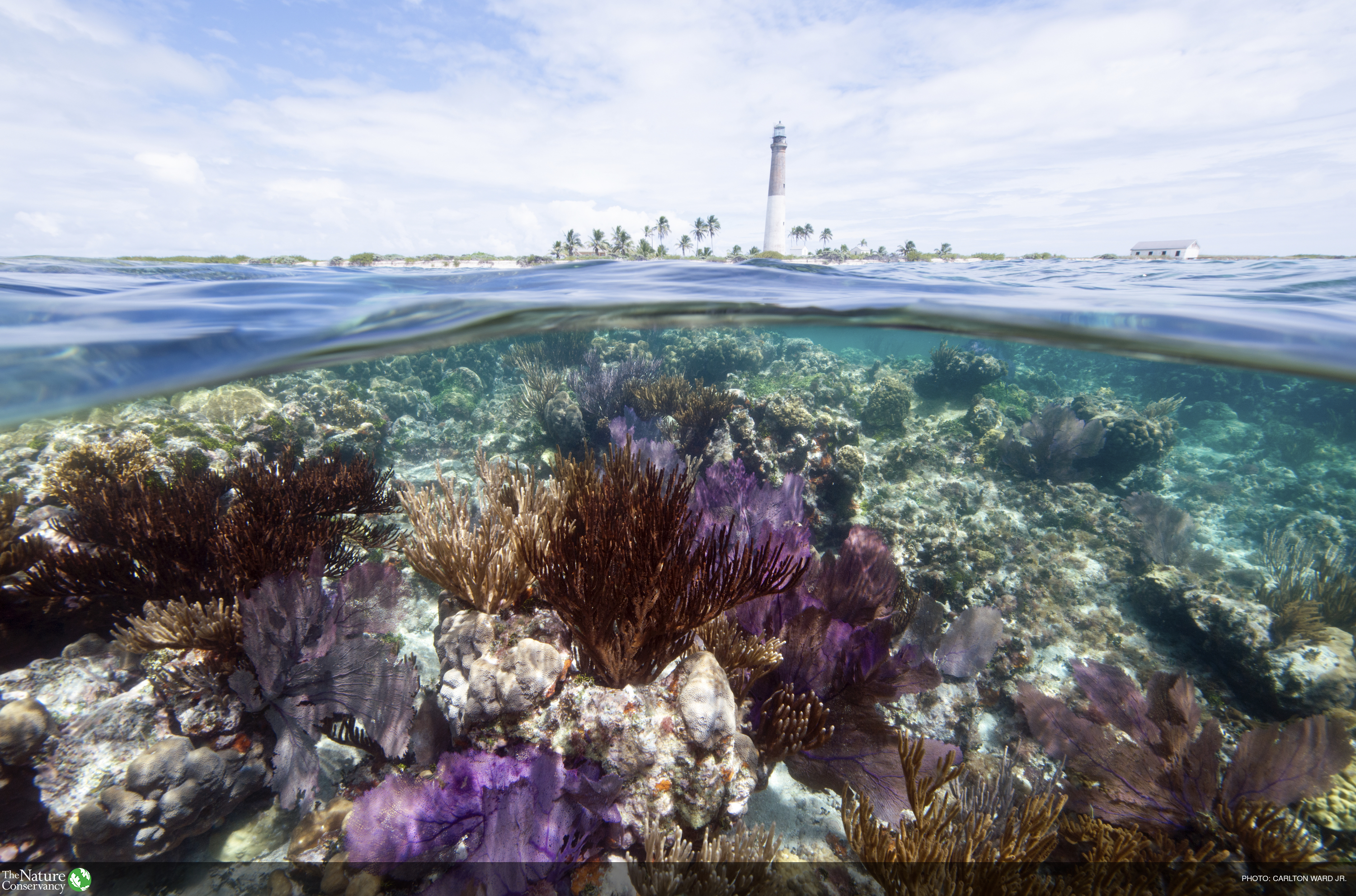Coral reef