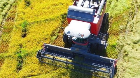 ricefield