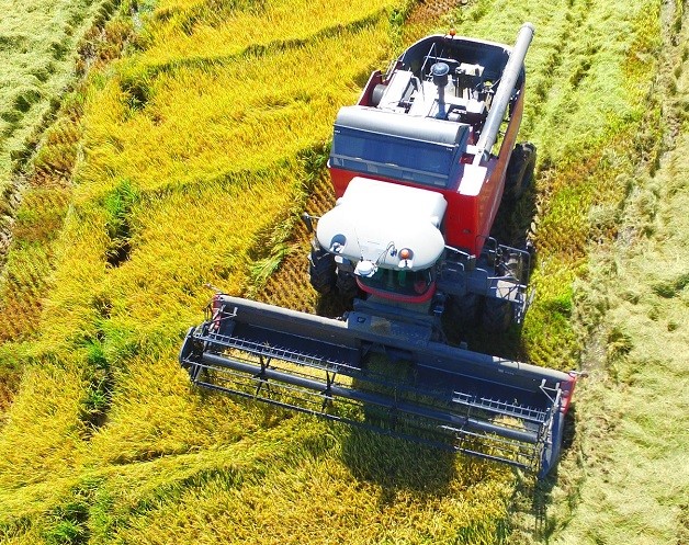 ricefield
