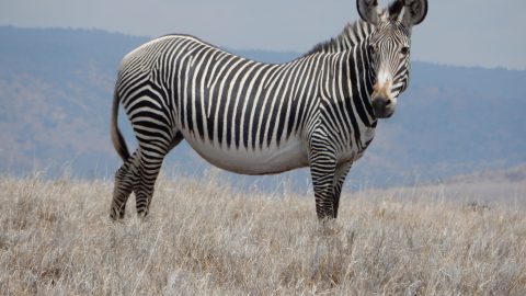 zebra