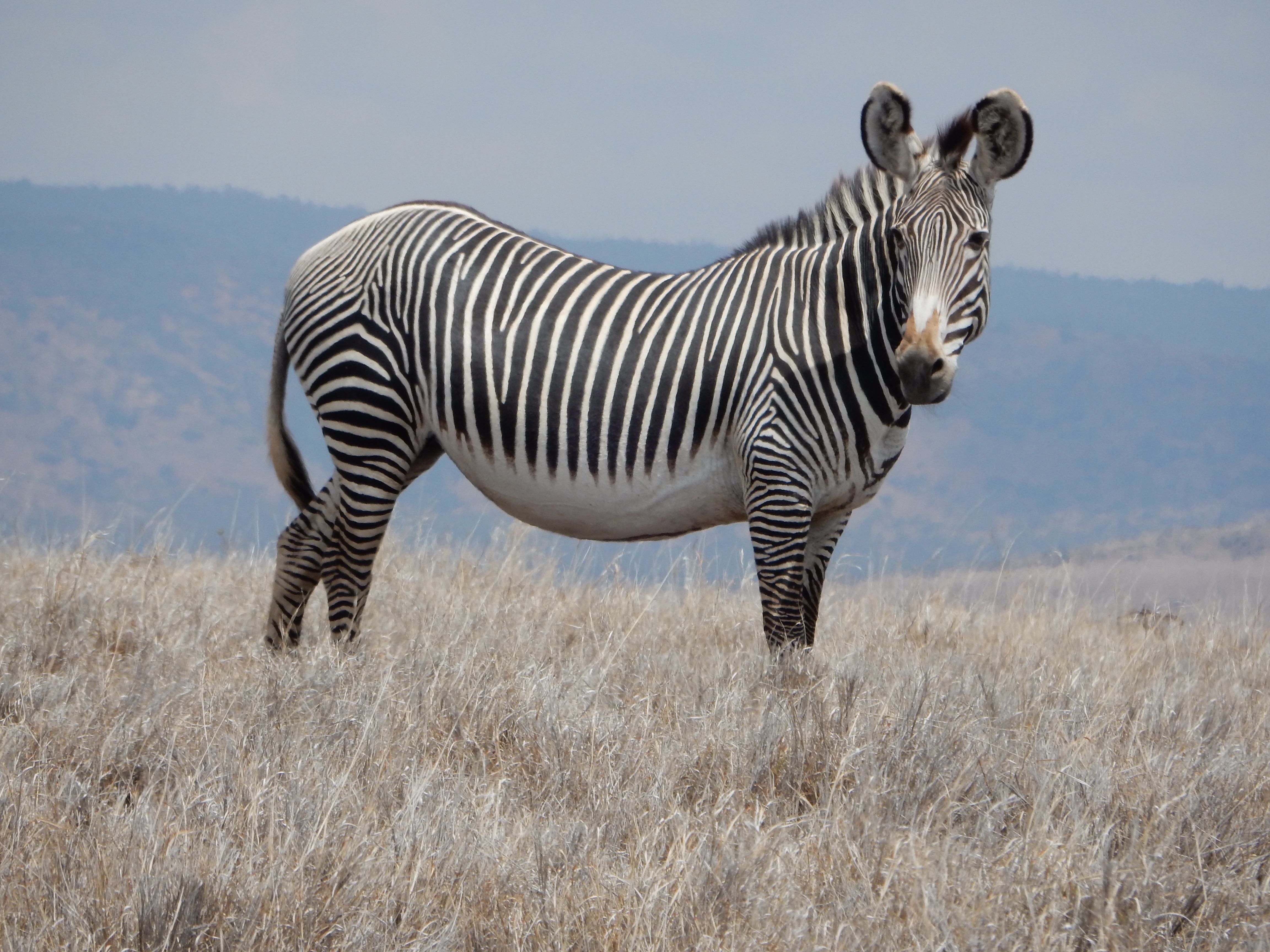 zebra