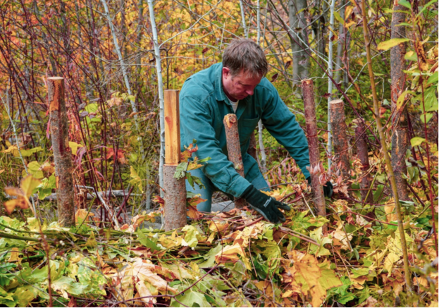 a Microsoft employee weaving saplings