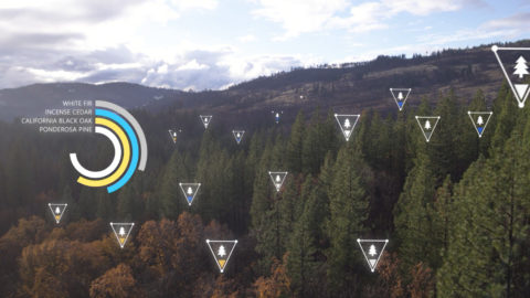 Image of trees with data and insights provided by Microsoft AI.