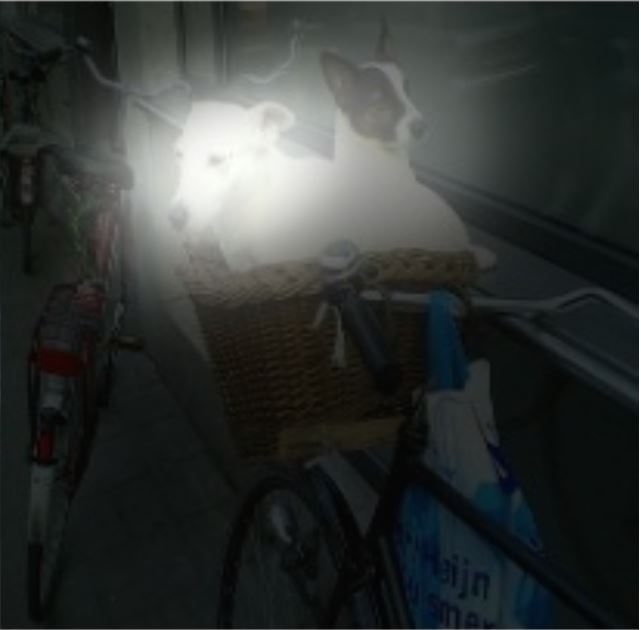 dog_2