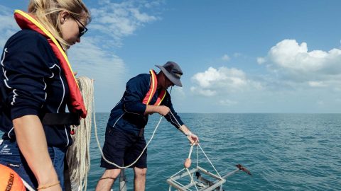 A man lowers a cage into the water