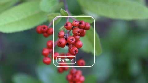 Toyon berries surrounded by a white box