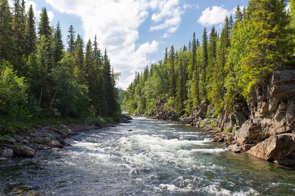 River running through a forest