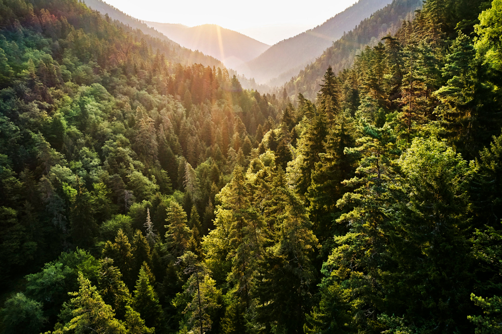 an overhead view of a forest