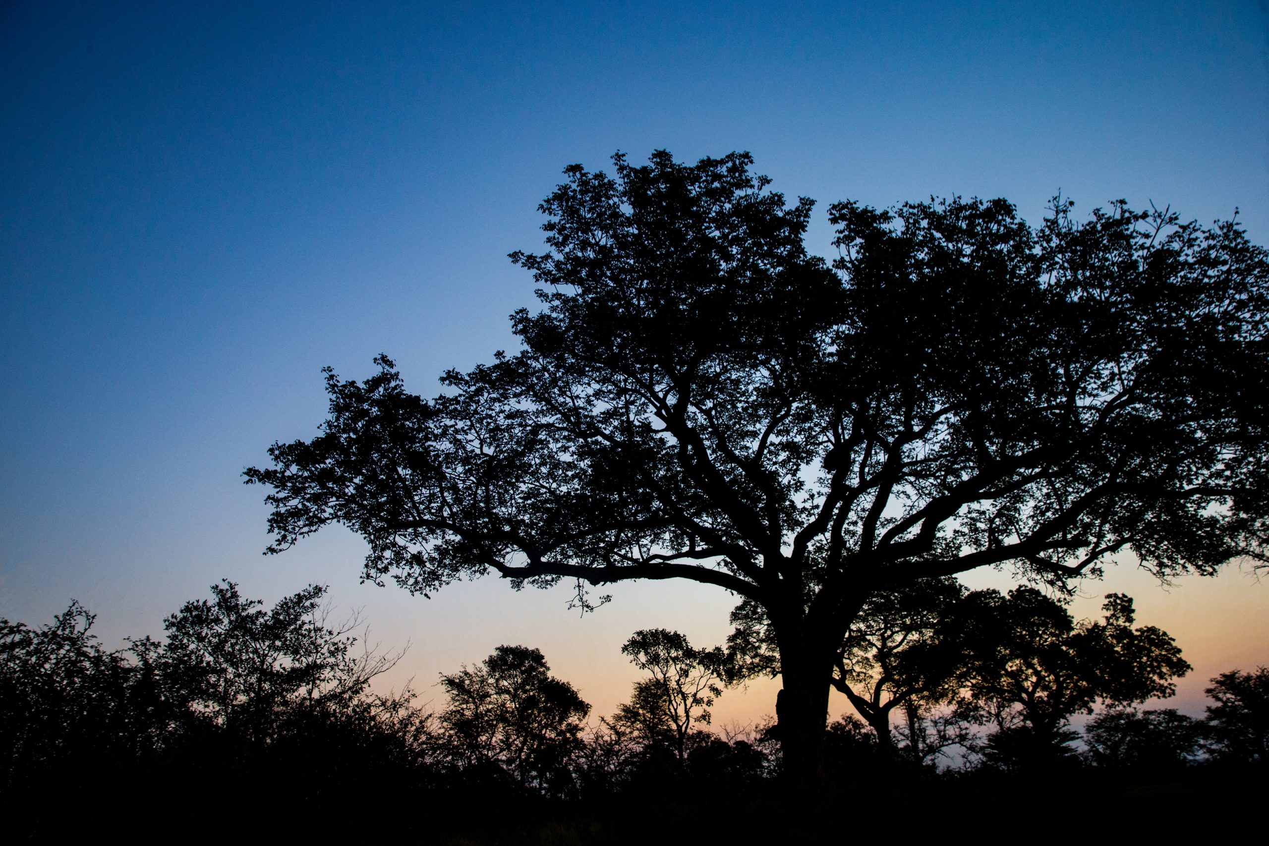 Silhouette of a tree