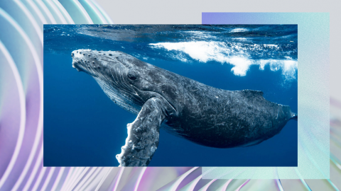 A humpback whale swimming underwater, with a backdrop of blue ocean. The whale's pectoral fins and textured skin are visible. The image is framed with a decorative border featuring pastel and gradient colors.