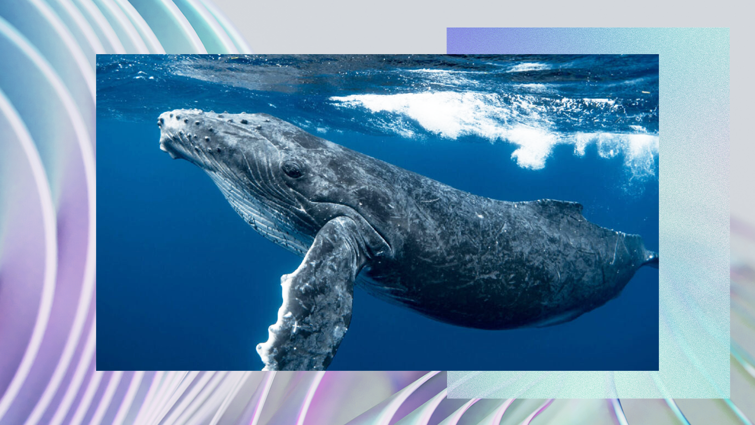 A humpback whale swimming underwater, with a backdrop of blue ocean. The whale's pectoral fins and textured skin are visible. The image is framed with a decorative border featuring pastel and gradient colors.