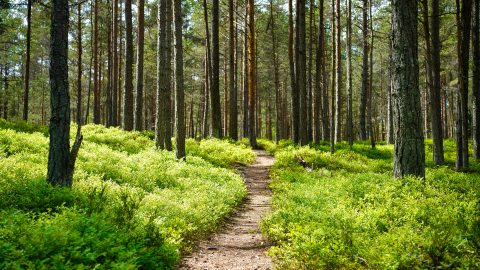 A well-worn path through trees in a lush forest
