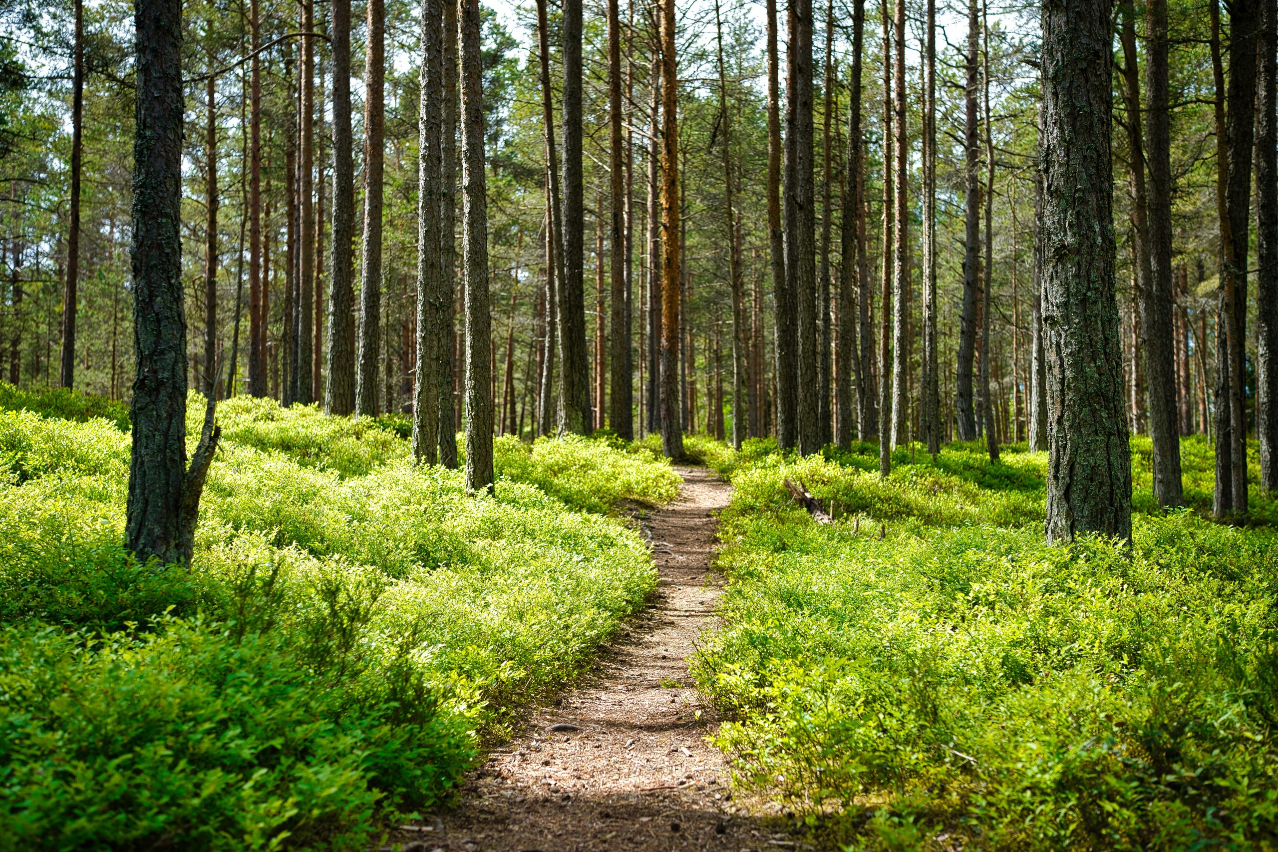 A well-worn path through trees in a lush forest