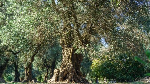 an olive tree